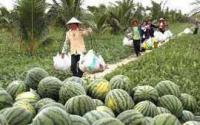 专业生产加工，大量优质西瓜供应——世界工厂网生鲜水果推荐