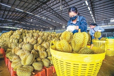 跨国果农的甜蜜挑战 从田间到全球的瓜果传奇
