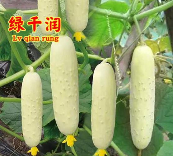白皮黄瓜种子瓜果蔬菜种子春季四季种黄瓜籽农家老黄瓜种白玉黄瓜